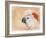 Salmon Crested Cockatoo Portrait 1-Jai Johnson-Framed Giclee Print