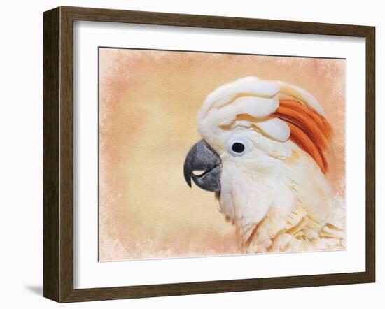 Salmon Crested Cockatoo Portrait 1-Jai Johnson-Framed Giclee Print