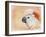 Salmon Crested Cockatoo Portrait 1-Jai Johnson-Framed Giclee Print