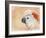 Salmon Crested Cockatoo Portrait 1-Jai Johnson-Framed Giclee Print