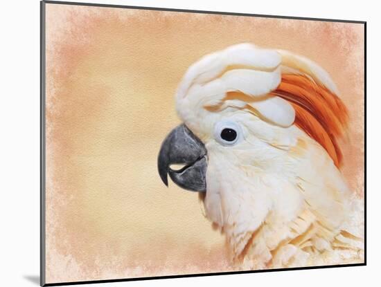 Salmon Crested Cockatoo Portrait 1-Jai Johnson-Mounted Giclee Print