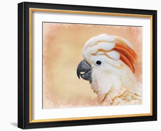 Salmon Crested Cockatoo Portrait 1-Jai Johnson-Framed Giclee Print