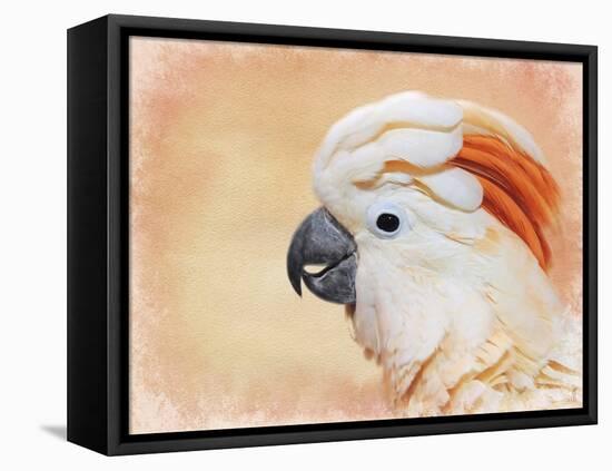 Salmon Crested Cockatoo Portrait 1-Jai Johnson-Framed Premier Image Canvas