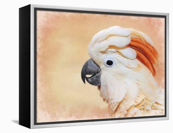 Salmon Crested Cockatoo Portrait 1-Jai Johnson-Framed Premier Image Canvas