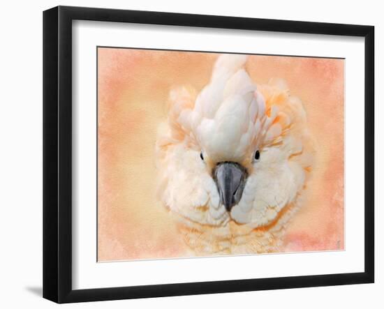 Salmon Crested Cockatoo Portrait 2-Jai Johnson-Framed Giclee Print