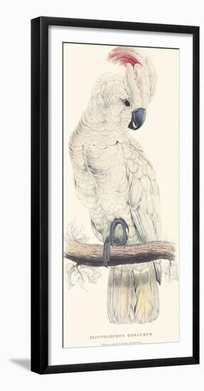 Salmon-Crested Cockatoo-Edward Lear-Framed Premium Giclee Print