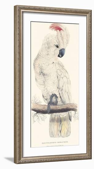 Salmon-Crested Cockatoo-Edward Lear-Framed Premium Giclee Print