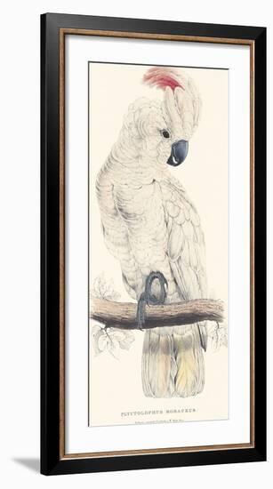 Salmon-Crested Cockatoo-Edward Lear-Framed Premium Giclee Print