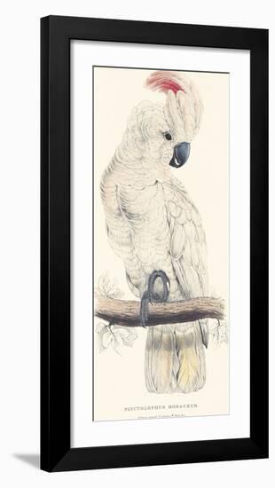 Salmon-Crested Cockatoo-Edward Lear-Framed Premium Giclee Print