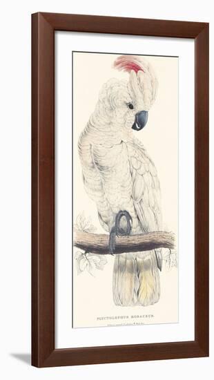 Salmon-Crested Cockatoo-Edward Lear-Framed Premium Giclee Print