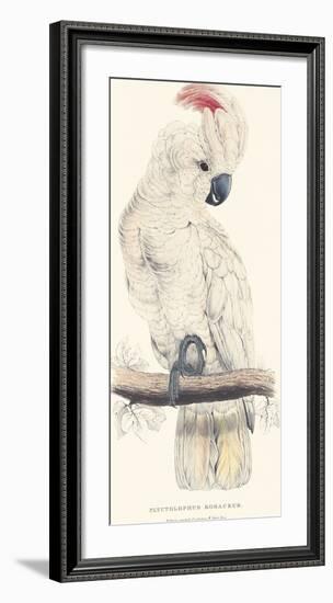 Salmon-Crested Cockatoo-Edward Lear-Framed Premium Giclee Print