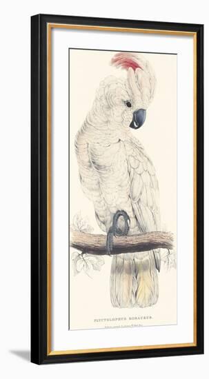 Salmon-Crested Cockatoo-Edward Lear-Framed Premium Giclee Print