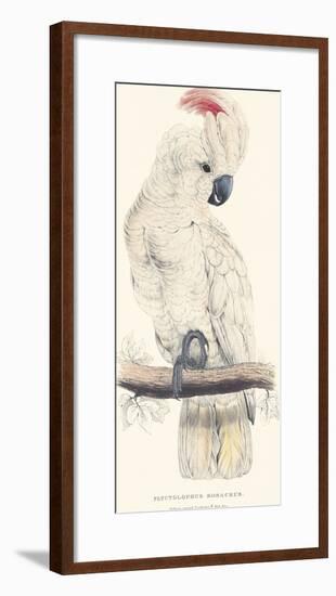 Salmon-Crested Cockatoo-Edward Lear-Framed Premium Giclee Print
