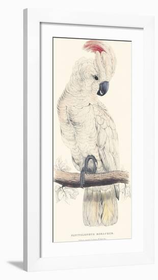 Salmon-Crested Cockatoo-Edward Lear-Framed Premium Giclee Print