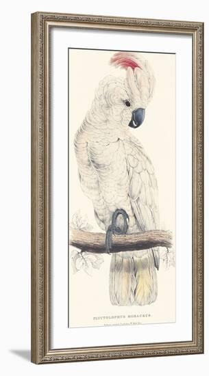 Salmon-Crested Cockatoo-Edward Lear-Framed Giclee Print