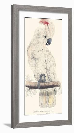 Salmon-Crested Cockatoo-Edward Lear-Framed Giclee Print