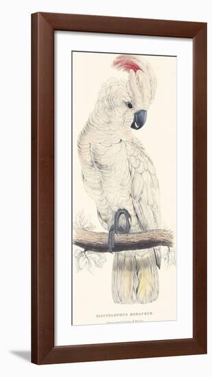 Salmon-Crested Cockatoo-Edward Lear-Framed Giclee Print