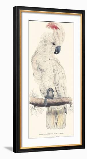 Salmon-Crested Cockatoo-Edward Lear-Framed Giclee Print