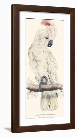 Salmon-Crested Cockatoo-Edward Lear-Framed Giclee Print