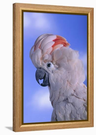 Salmon-Crested Cockatoo-DLILLC-Framed Premier Image Canvas