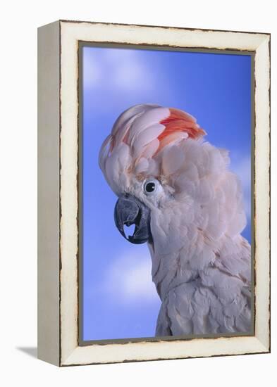 Salmon-Crested Cockatoo-DLILLC-Framed Premier Image Canvas