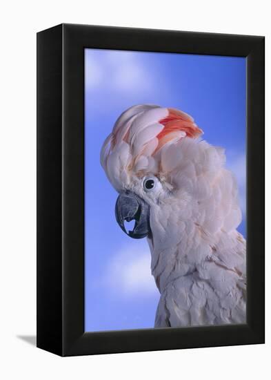 Salmon-Crested Cockatoo-DLILLC-Framed Premier Image Canvas