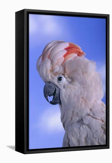 Salmon-Crested Cockatoo-DLILLC-Framed Premier Image Canvas