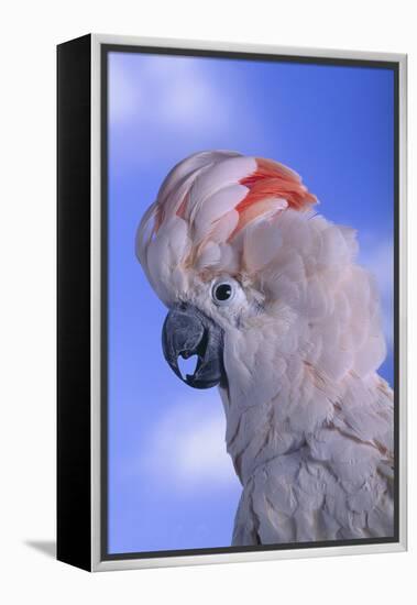 Salmon-Crested Cockatoo-DLILLC-Framed Premier Image Canvas