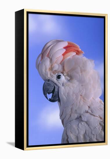 Salmon-Crested Cockatoo-DLILLC-Framed Premier Image Canvas