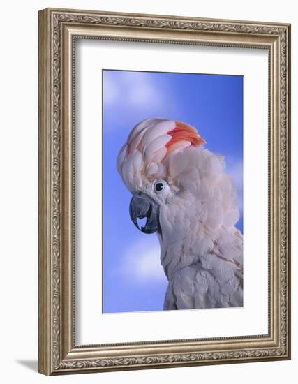 Salmon-Crested Cockatoo-DLILLC-Framed Photographic Print