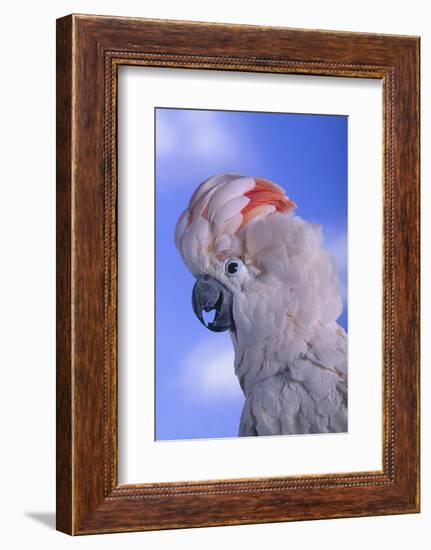 Salmon-Crested Cockatoo-DLILLC-Framed Photographic Print