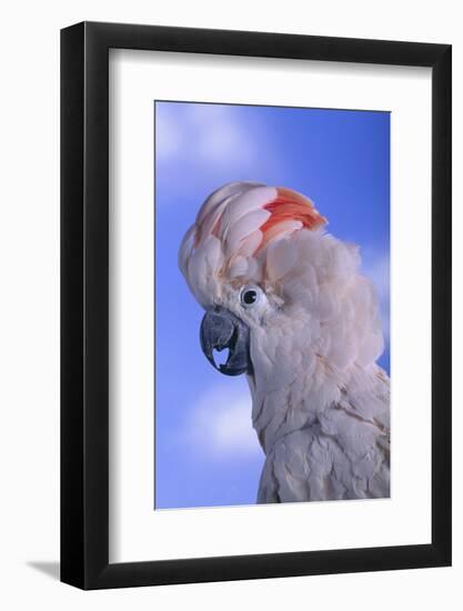 Salmon-Crested Cockatoo-DLILLC-Framed Photographic Print