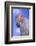 Salmon-Crested Cockatoo-DLILLC-Framed Photographic Print