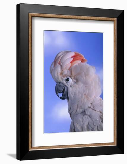 Salmon-Crested Cockatoo-DLILLC-Framed Photographic Print