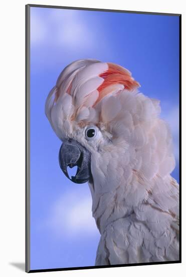 Salmon-Crested Cockatoo-DLILLC-Mounted Photographic Print