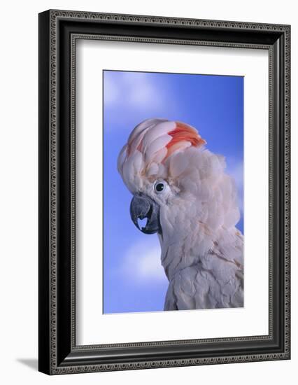 Salmon-Crested Cockatoo-DLILLC-Framed Photographic Print