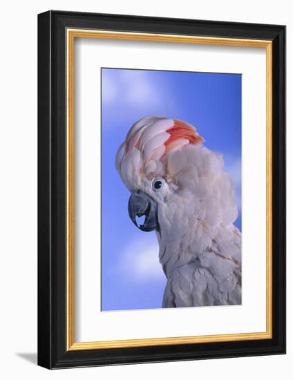 Salmon-Crested Cockatoo-DLILLC-Framed Photographic Print