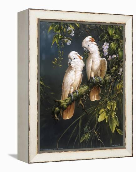 Salmon Crested Cockatoos-Michael Jackson-Framed Premier Image Canvas