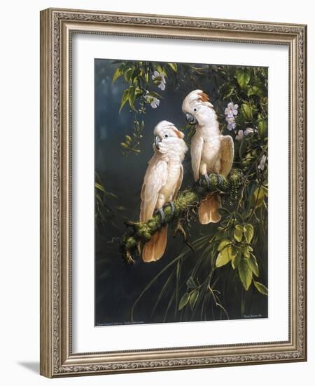 Salmon Crested Cockatoos-Michael Jackson-Framed Giclee Print