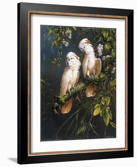 Salmon Crested Cockatoos-Michael Jackson-Framed Giclee Print