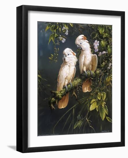 Salmon Crested Cockatoos-Michael Jackson-Framed Giclee Print