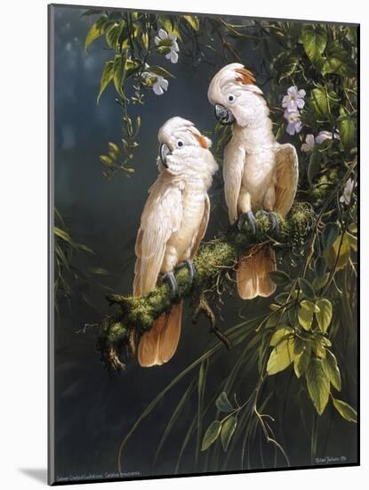 Salmon Crested Cockatoos-Michael Jackson-Mounted Giclee Print