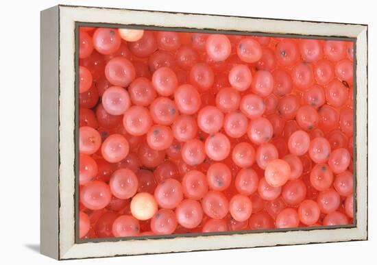 Salmon Eggs-Alan Sirulnikoff-Framed Premier Image Canvas