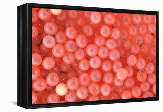 Salmon Eggs-Alan Sirulnikoff-Framed Premier Image Canvas