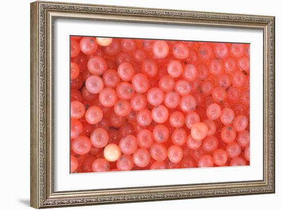 Salmon Eggs-Alan Sirulnikoff-Framed Photographic Print