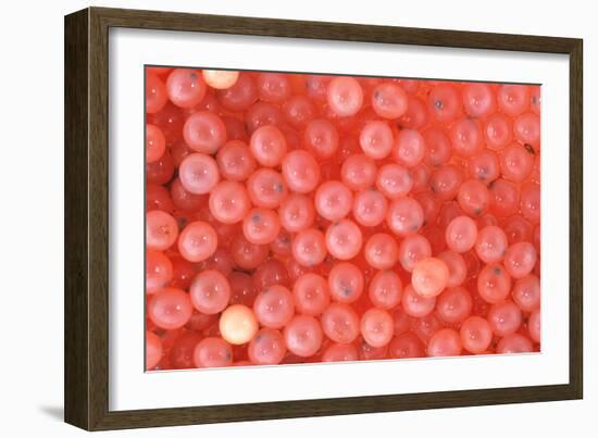 Salmon Eggs-Alan Sirulnikoff-Framed Photographic Print