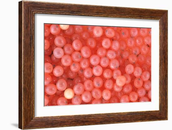 Salmon Eggs-Alan Sirulnikoff-Framed Photographic Print