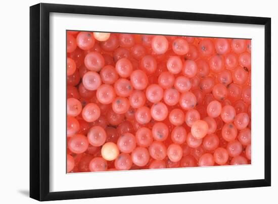 Salmon Eggs-Alan Sirulnikoff-Framed Photographic Print