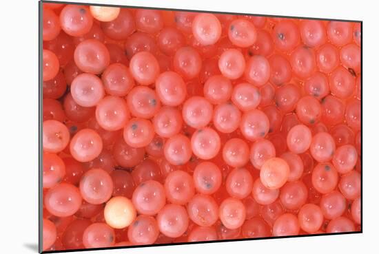 Salmon Eggs-Alan Sirulnikoff-Mounted Photographic Print