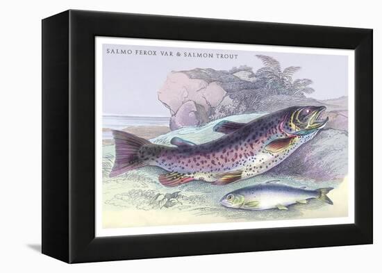 Salmon Feroxvar and Salmon Trout-Robert Hamilton-Framed Stretched Canvas